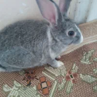 خرگوش سالم سرحال