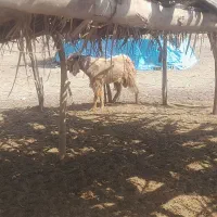 فروش دام