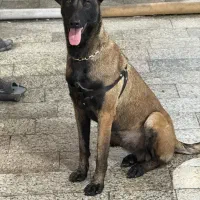 سگ مالینویز