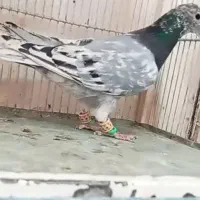 هفت‌رنگ سبز گم شده