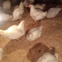 مخصوص اکبرجوجه