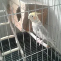 عروس هلندی باقفس