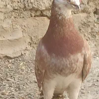 کبوتر نروماده