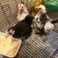 جوجه کوشین و جاپنیز