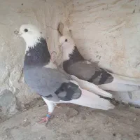 فروش چند جفت کبوتر عاص و دهن خورده