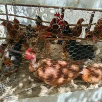 چوری مرغ 6ماهه دم تخم