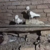 جفت طوقی