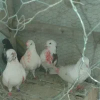 کفتر|پرنده|رزن, |دیوار