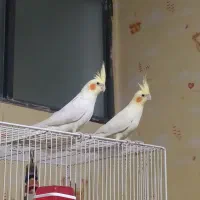 عروس‌ هلندی جفت