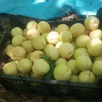 فروش نوری