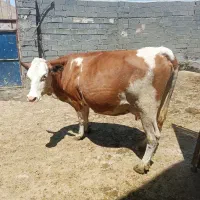 فروش گاو گوساله شیری