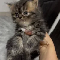 بچه گربه پرشین ۲ ماهه