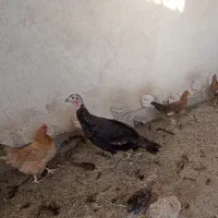 بوقلمون ماده