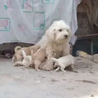 طوله پشمالو فروشی