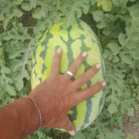 هندوانه