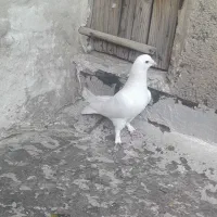 کبوتر