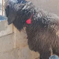 کوهه روزگاری