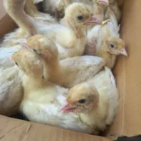 جوجه یکروزه بوقلمون بیوتی۶ زرین رشت