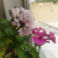 شمعدانی|گل و گیاه طبیعی|نجفآباد, ویلاشهر|دیوار