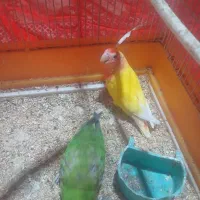 طوطی برزیلی نروماده