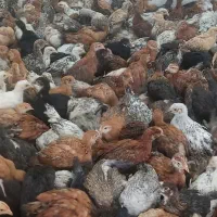 جوجه مرغ خروس  60روزه گلپایگانی