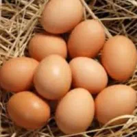 تخم مرغ محلی تازه