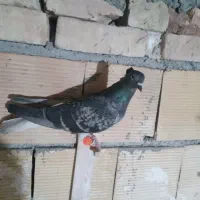 سبز دم سفید