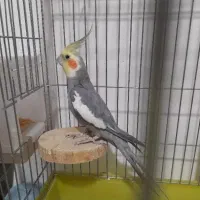 عروس هلندی جفت بالغ