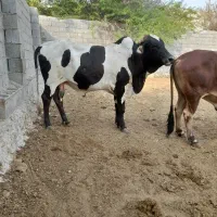 ۳ راس نرگاو چاق