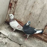 کبوتر