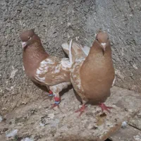 کله زرد پرتقالی