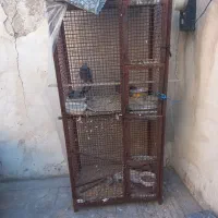 جفت کن کبوتر