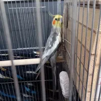 عروس هلندی نر و ماده سخنگو