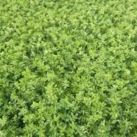 کاه گیاه بیشتر شبدر خارجی