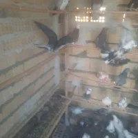 ۲۰۰عدد کفتر خوب پرشی خوب وعلی