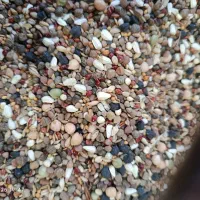 مخلوط اعلا کبوتری /جوجه کشی(خانه طیور)