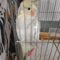 عروس هلندی ماده