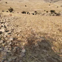کهره نروبز