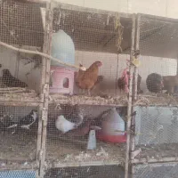 فروش مرغ و خروس محلی