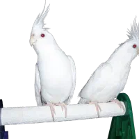 معاوضه طوطی عروس  البینوجفت مولد با قناری یا سهره