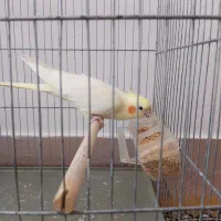 عروس هلندی