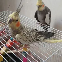 عروس هلندی
