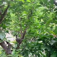زوج جوان جهت سرایداری
