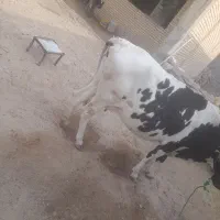 گاو