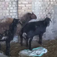 ۳ راس گوسفند