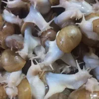حلزون 7،8 سانتی مناسب برای حلزون تراپی