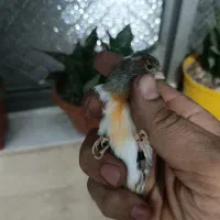 قناری نر