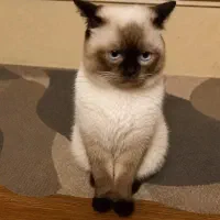 نر مولد 12ماهه