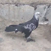 کفتر قاره کله ماستی.