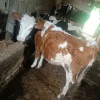 فروش سه گاو ماده سیمینتال بالاترین قیمت پیشنهادی